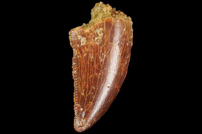 Serrated, Raptor Tooth - Real Dinosaur Tooth #85259